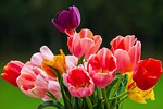 Spring Tulips