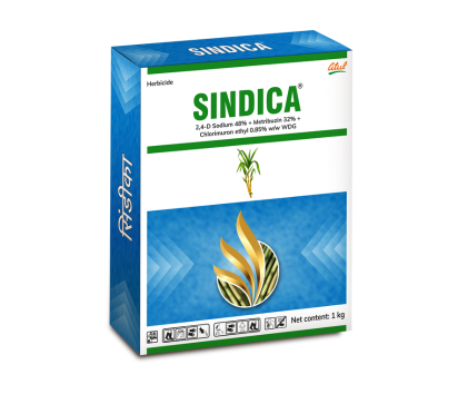 Sindica