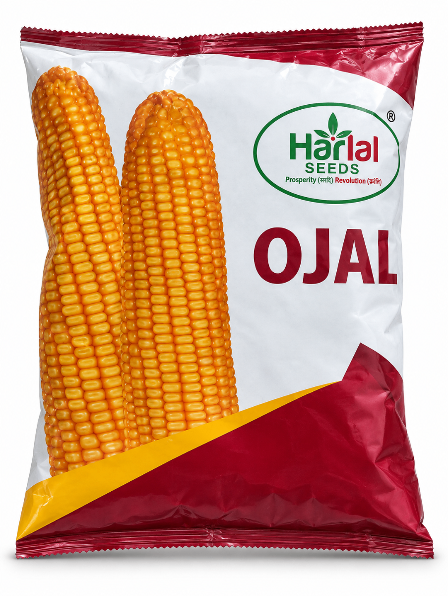 Maze (ojal)