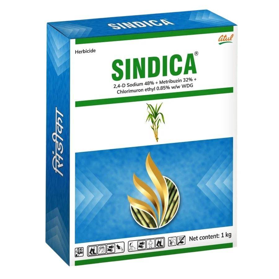 Sindica
