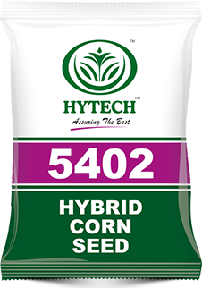 Hytech 5402 Hybrid Corn Seeds
