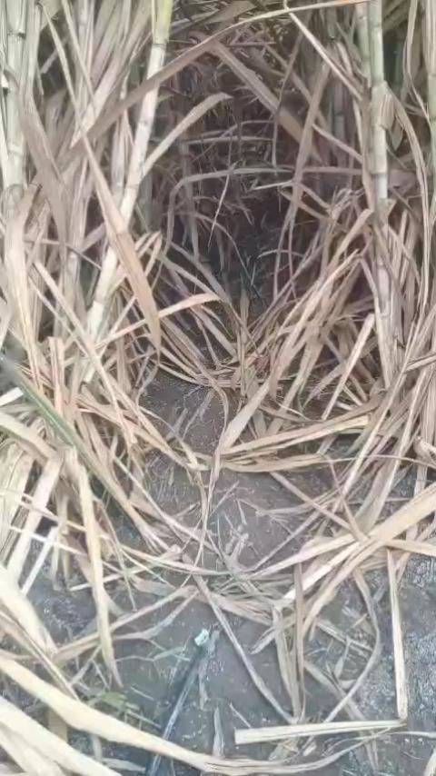 पकोळी पालिरिया