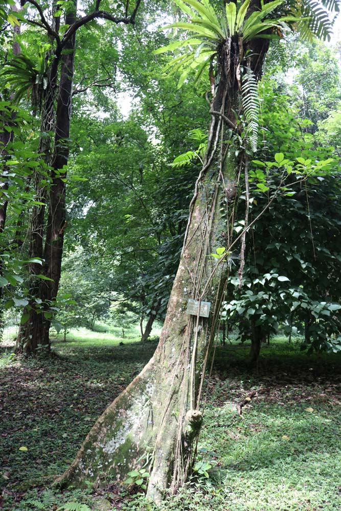 Kebun Raya Konservasi Bogor Kebun Raya Konservasi Bogor