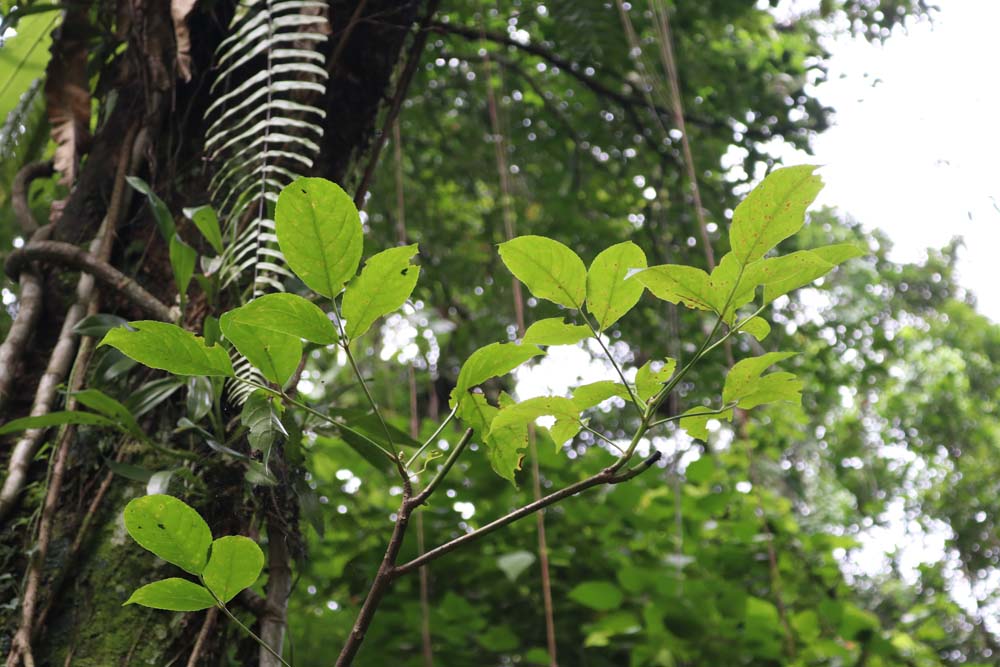 Kebun Raya Konservasi Bogor Kebun Raya Konservasi Bogor