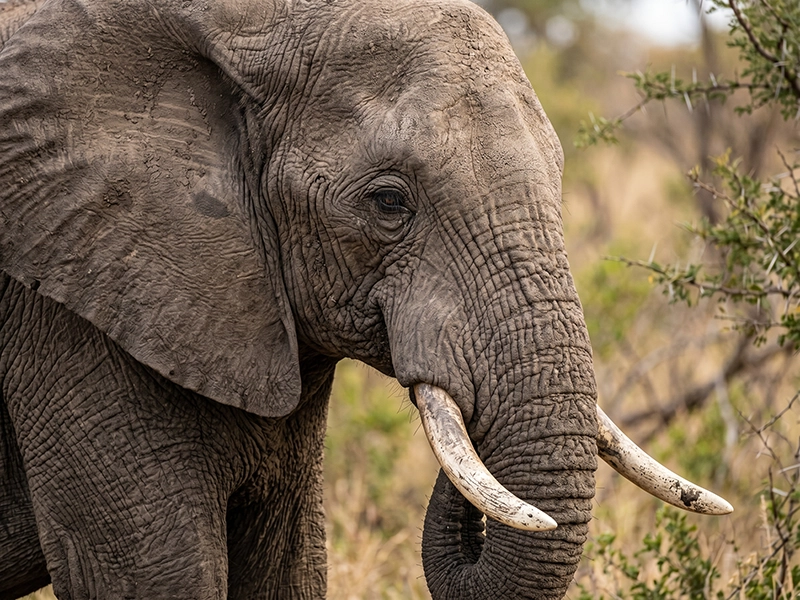 Elephant