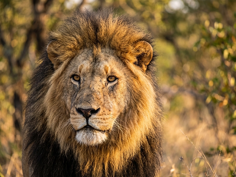 Lion