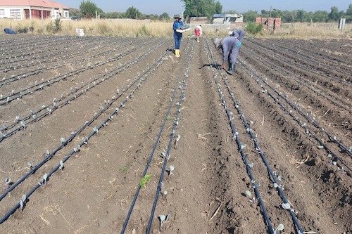 Kuronga farmer field