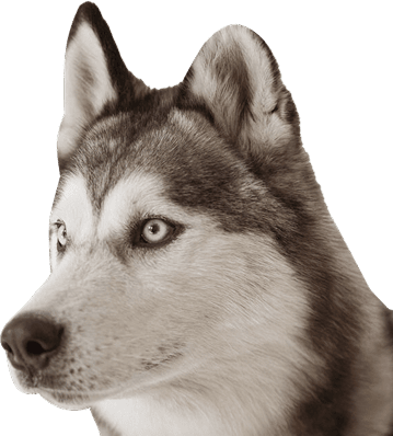 dog image
