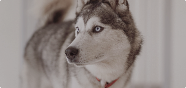 Dogs category