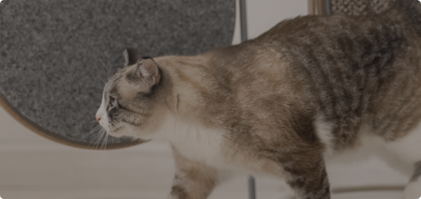 Cats category