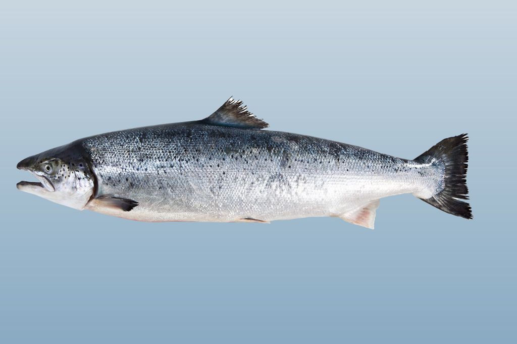 Nu är laxpriserna för veckan här