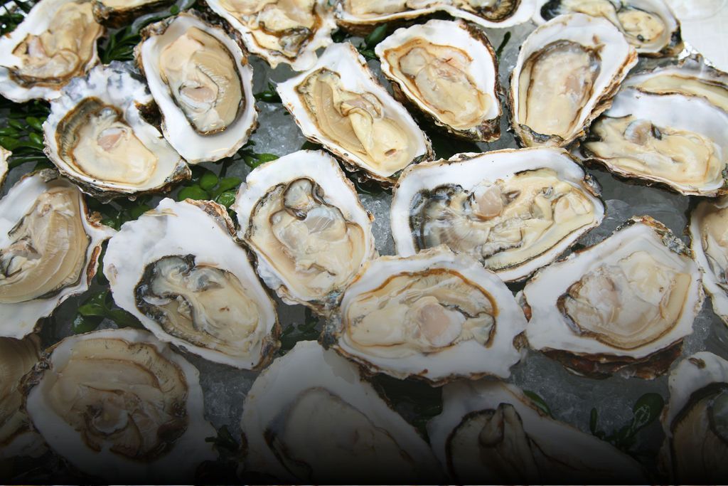 Säkra dina ostron i tid 🦪