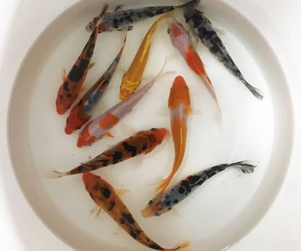 Koi 2.5in-3in