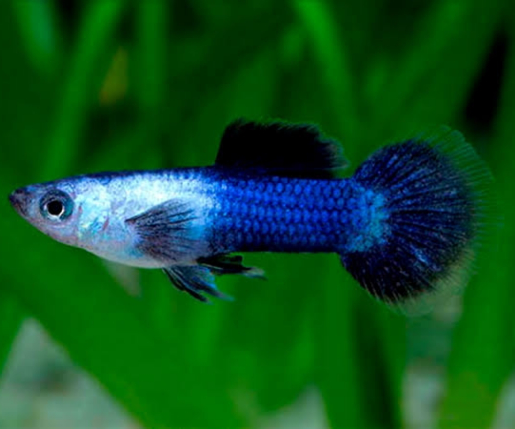 Dwarf Blue Panda Guppy