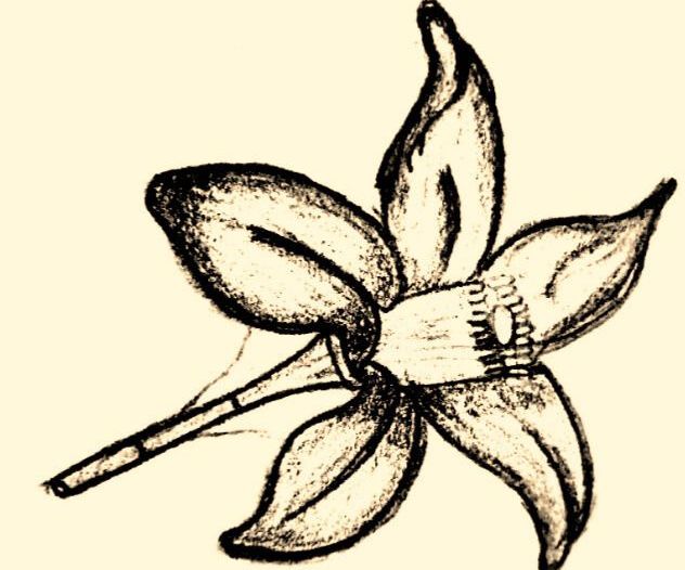 Flor de Naranjo