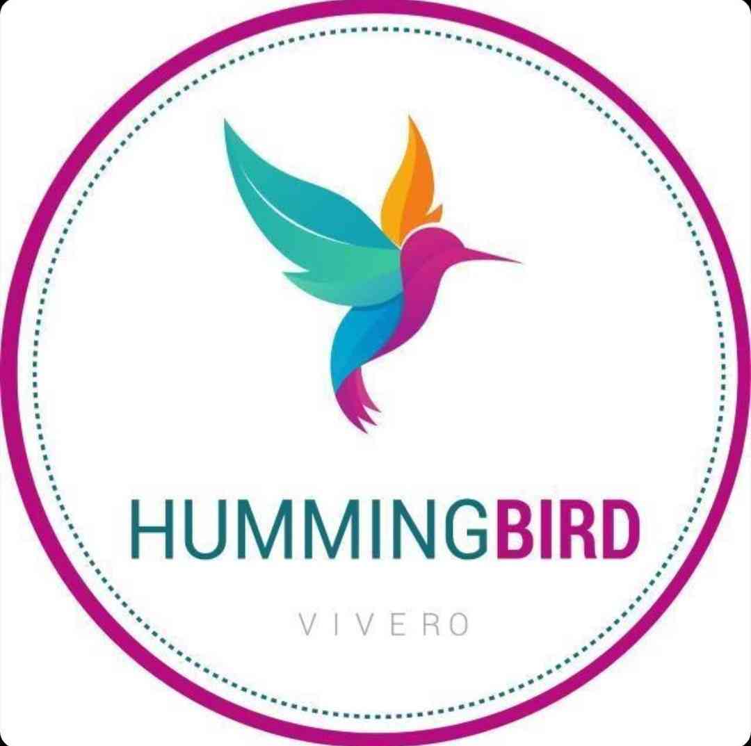Hummingbird Vivero