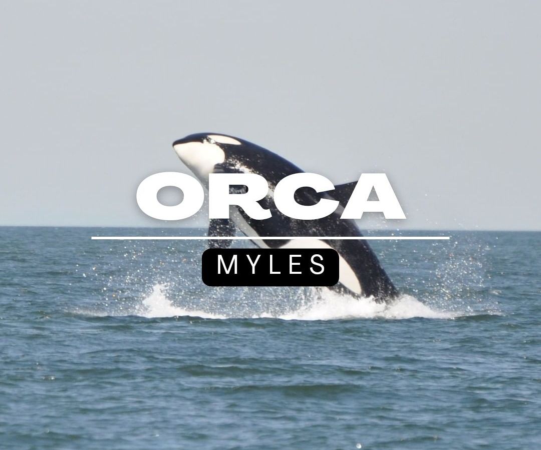 Orca Myles