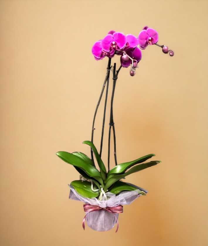 Orquídea phalaenopsis morada