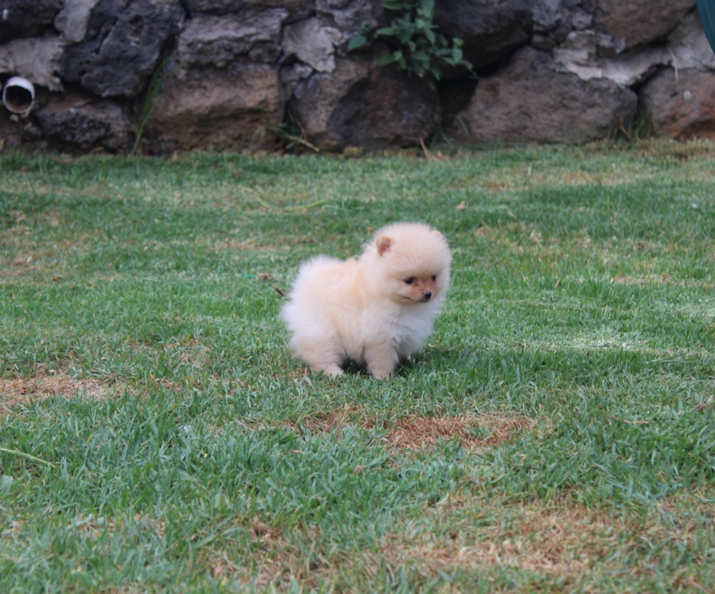 POMERANIA naranja 2204