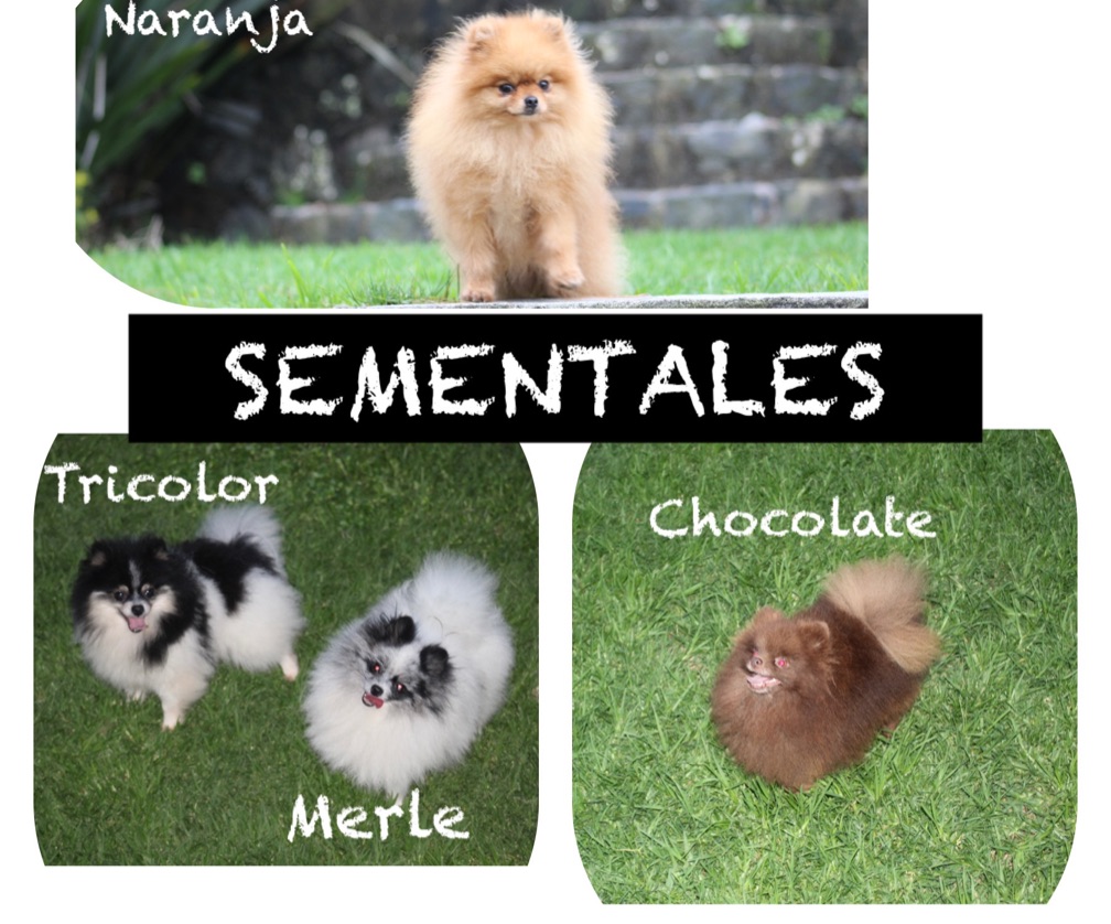 SEMENTALES 