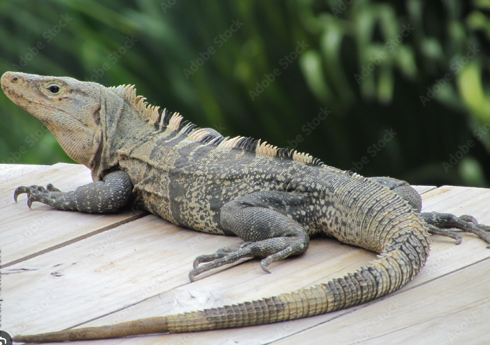 Imagen de la galería de Cola Ballena