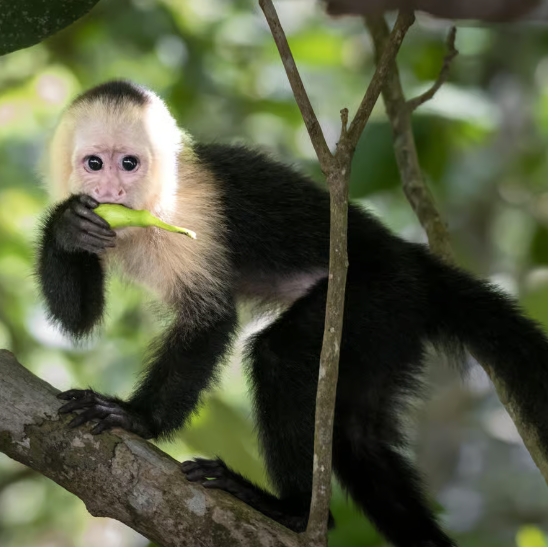 Imagen de la galería de Cola Ballena