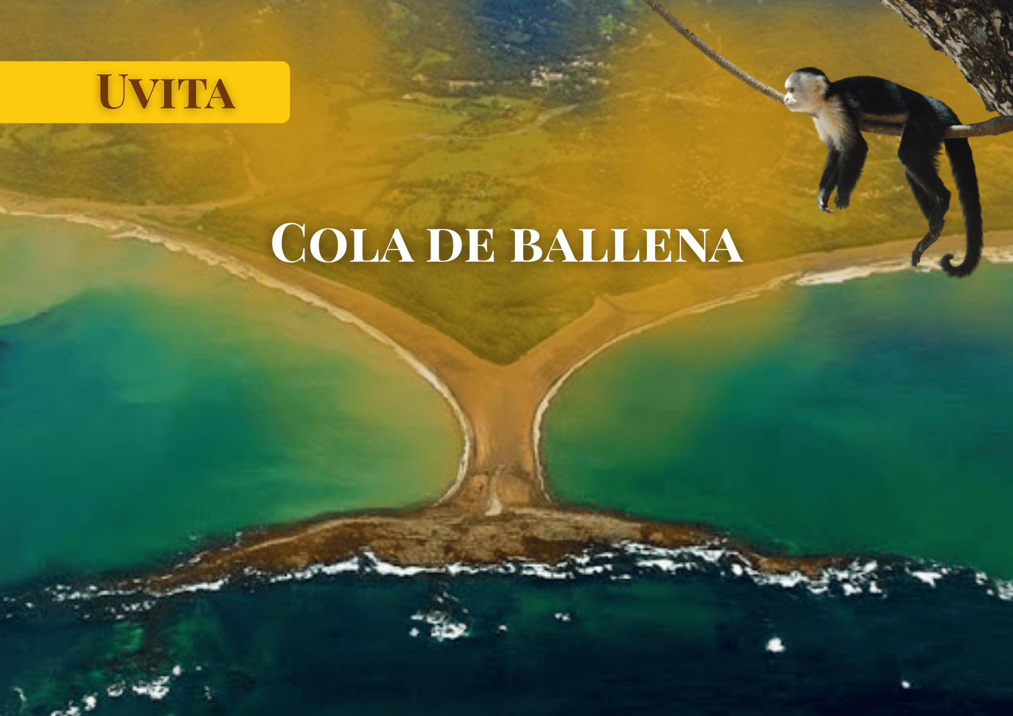 Imagen de Tour Cola Ballena thumbnail