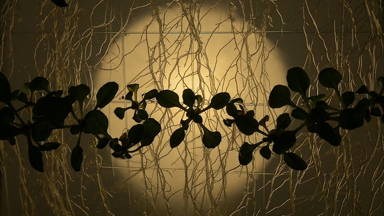 Arabidopsis thaliana