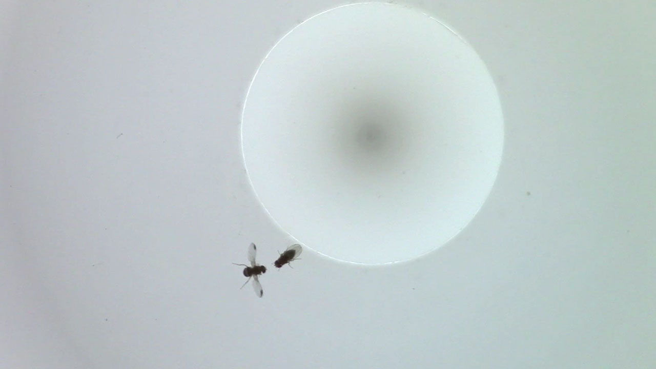Drosophila elegans courtship