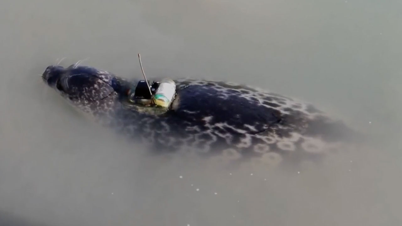 Seals Help Scientists Track Climate Change In Greenland