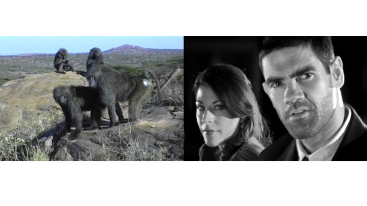 Primate Cinema: Baboons as Friends