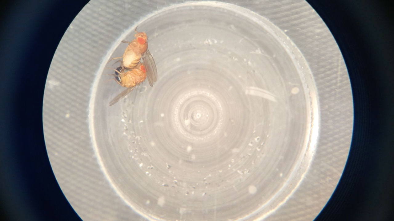 Fruit fly mating inside an experimental chamber