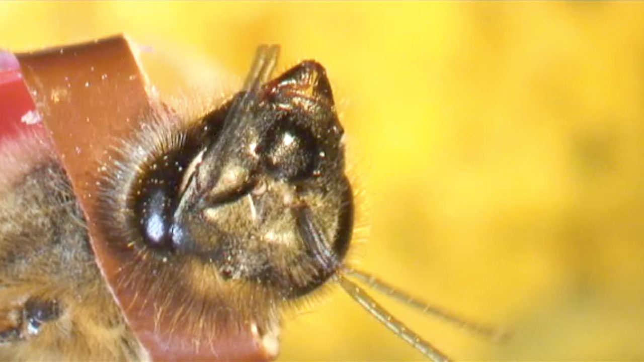 Drunk Bees