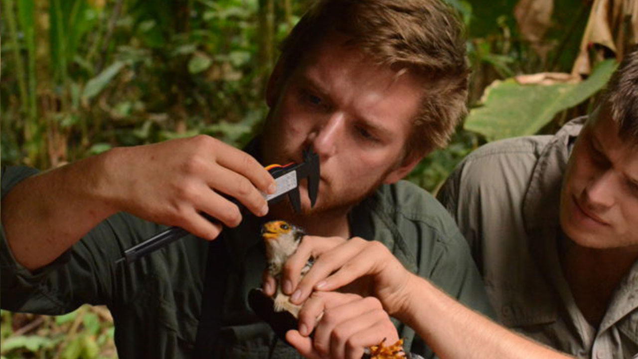 Tropical Birds Confront Global Warming