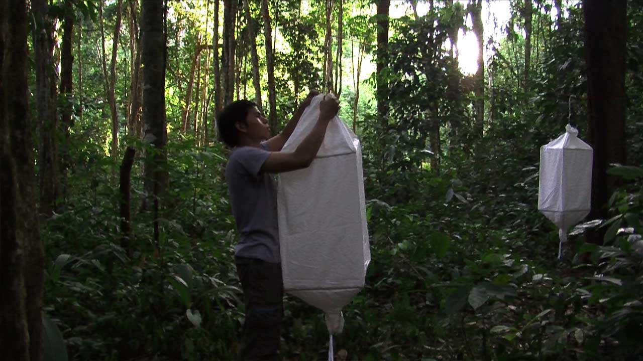 Biosemiotic Borneo
