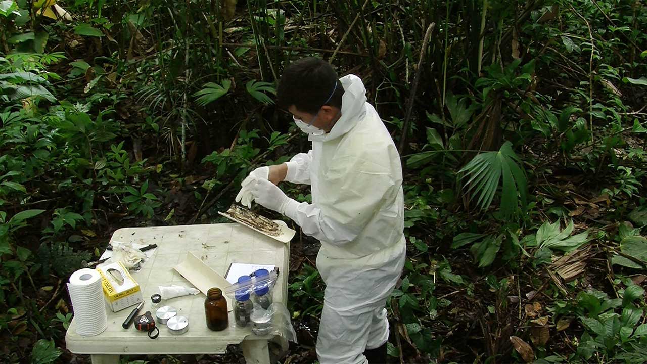 Forest Law (Excerpts)