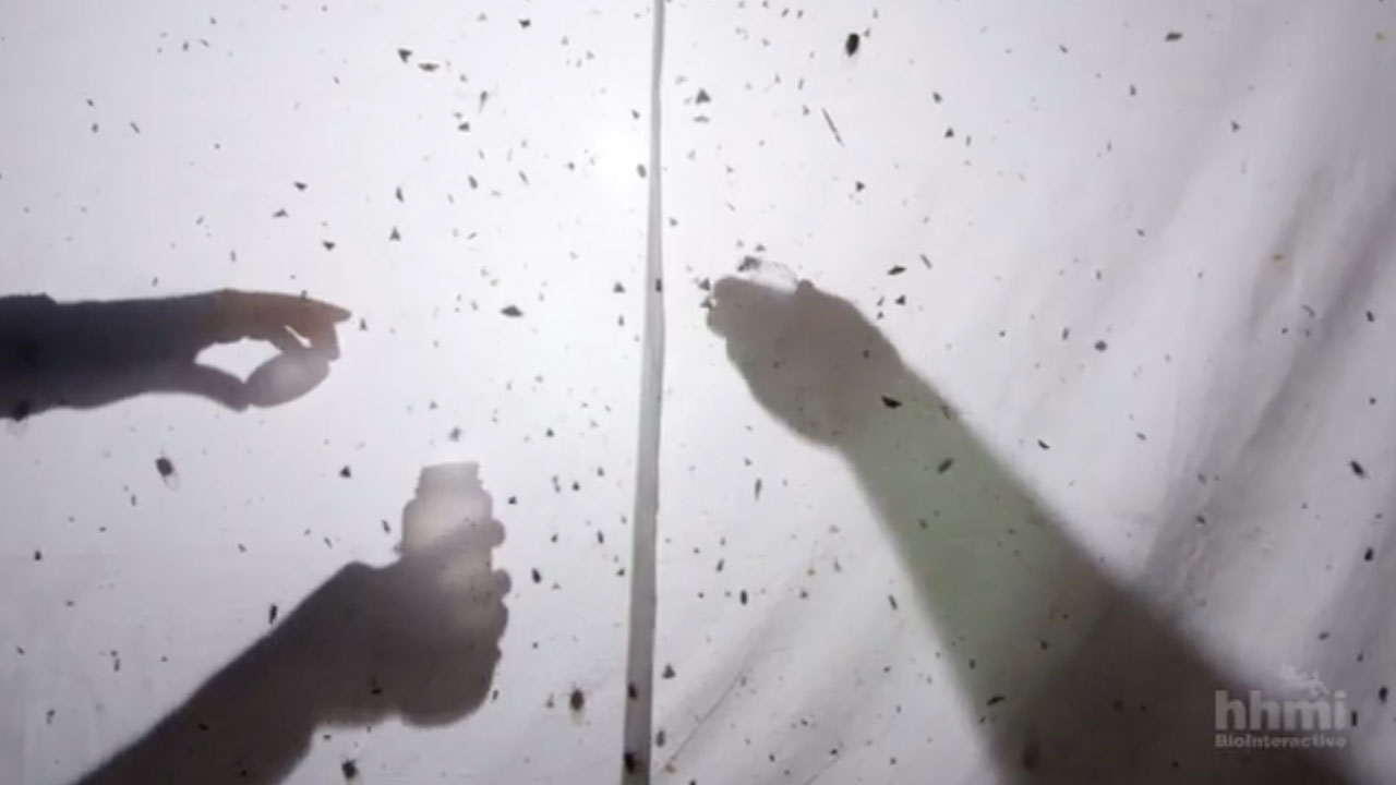 Moth Mimicry: Using Ultrasound to Avoid Bats