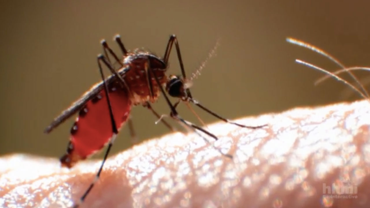 Genetically Modified Mosquitoes