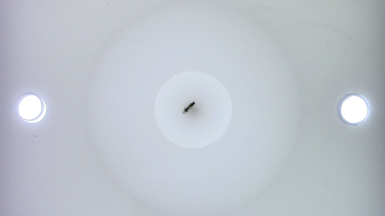 Drosophila gunungcola courtship