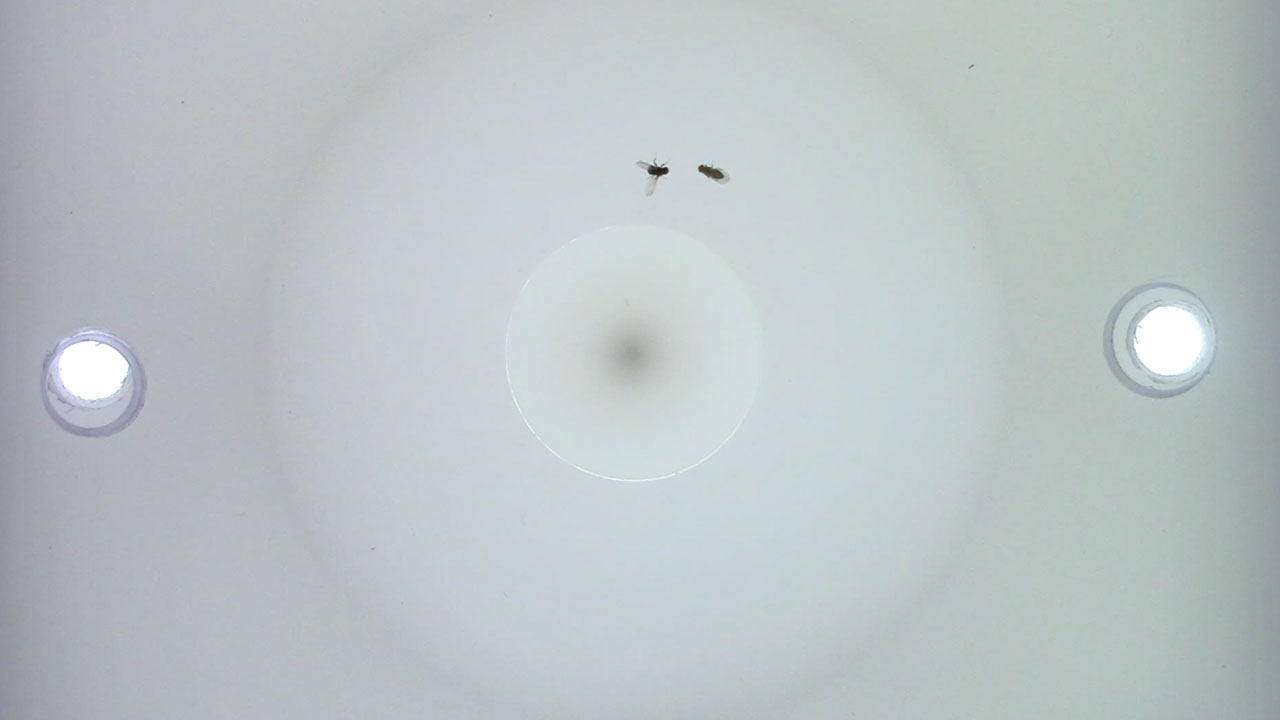 Drosophila elegans/gunungcola hybrid courtship