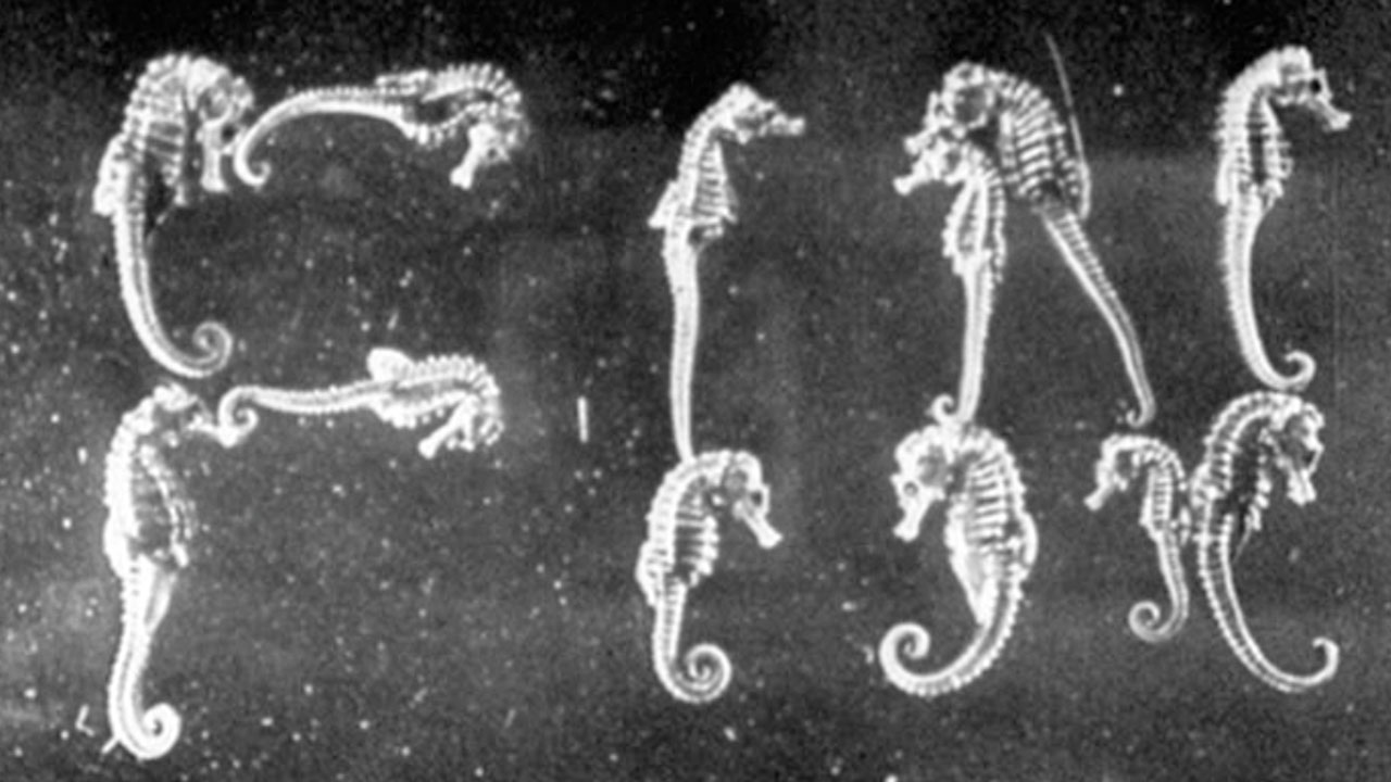 L'hippocampe (The Seahorse)