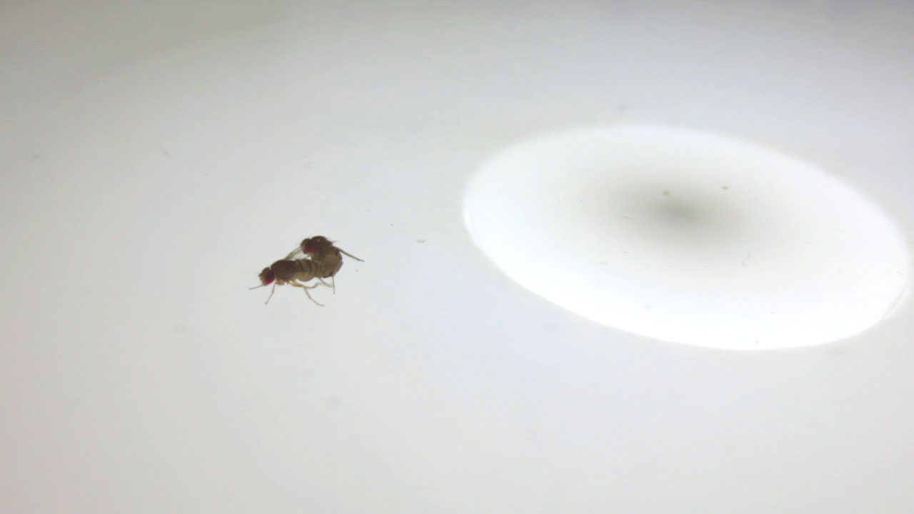 Sex On The Fly