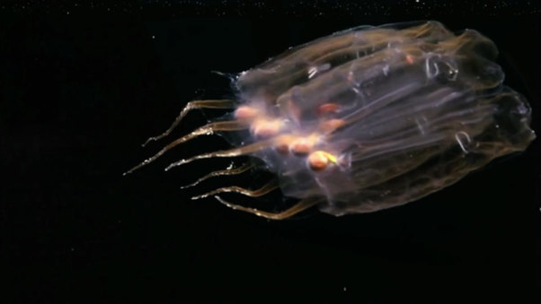 Invisible Ocean: Plankton and Plastic