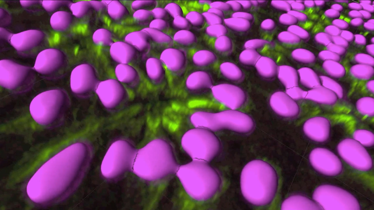 Undifferentiated pluripotent human embryonic stem cells (100X)