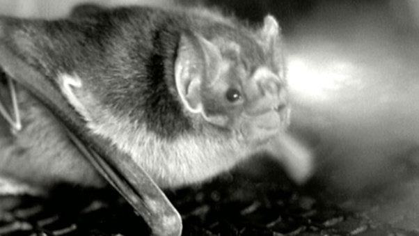 The Vampire (Le Vampire)