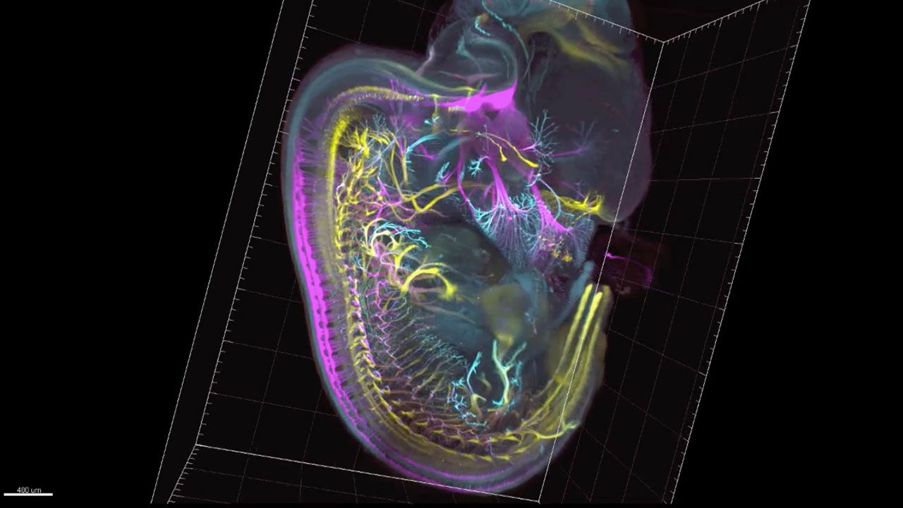 Sensory and motor nerves of the mouse embryo at 12.5 days