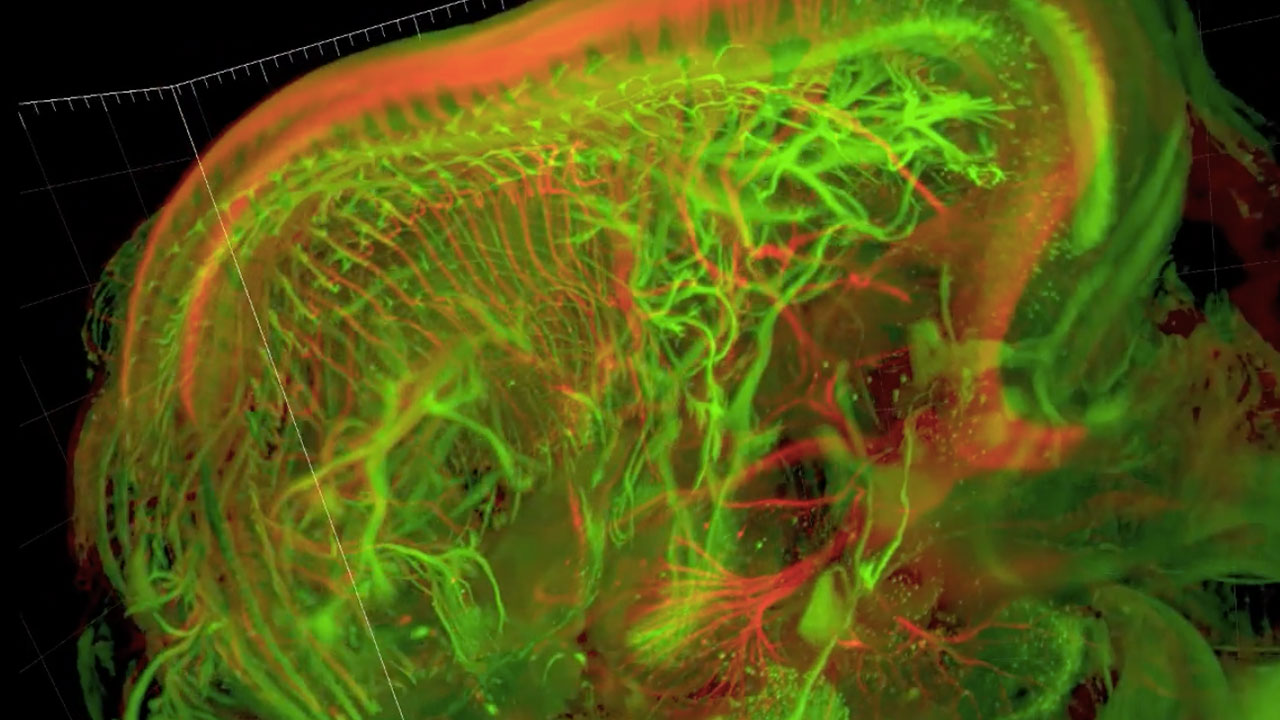 Sensory and motor nerves of the mouse embryo at 13.5 days