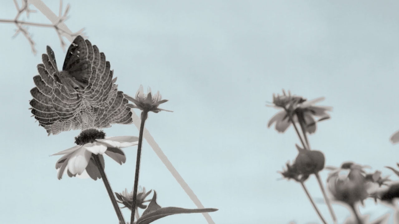 Flight of a Small Northern Cloudyspot