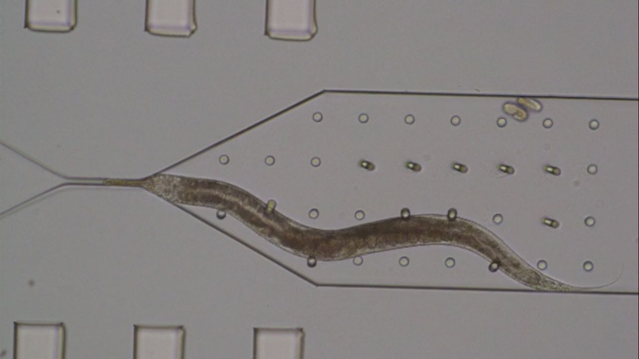 Mechanical bending of micropillars by C. elegans
