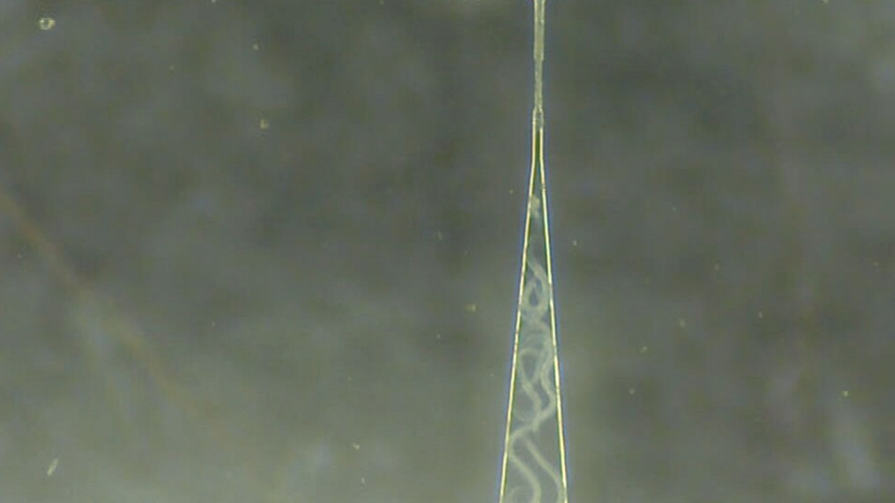 Squeezing a Worm through a Narrow Constriction